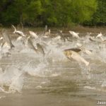 Asian Carp jumping