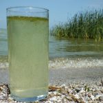 Glass of water filled with algae from Lake Erie