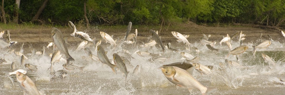 Jumping invasive carp, photo credit Jason Lindsey