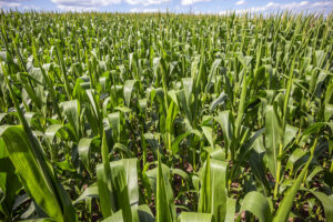 A cornfield in Greenleaf, Wisconsin.