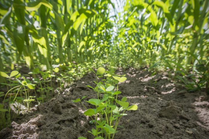 Cover crops help stop runoff pollution