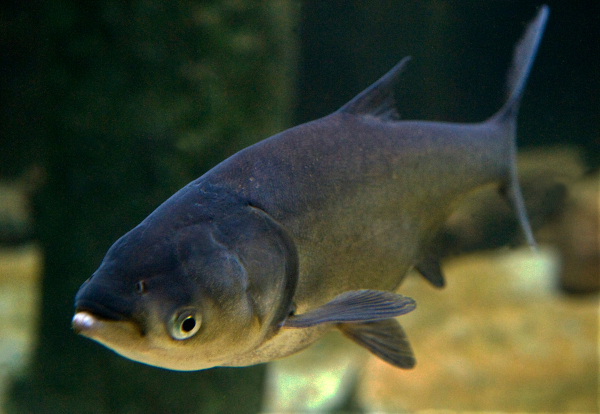 Juvenile Silver Asian Carp, photo by Lloyd DeGrane