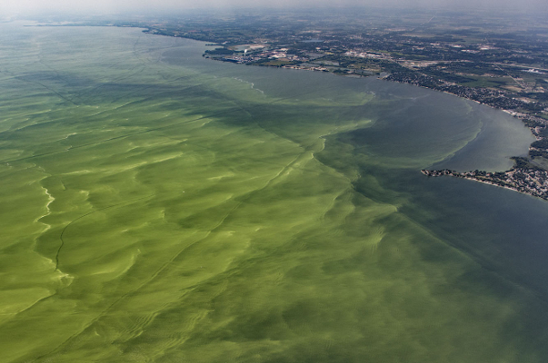 Aerial photo of Lake Erie Algal Bloom by Aerial Associates Photography